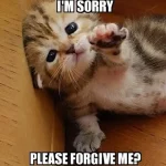 Cat asking sorry