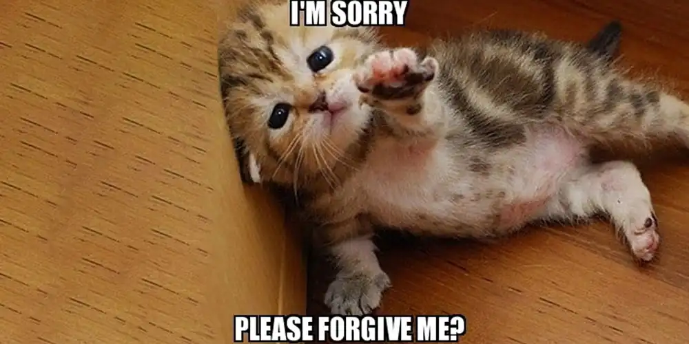 Cat asking sorry